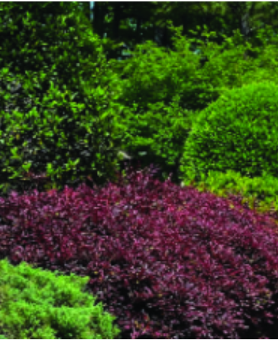 Felder’s Mix & Match Shrubs