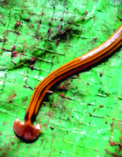 Felder’s Bizarre Critters